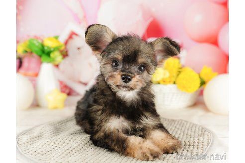 成約済の千葉県のチワプー:チワワ×トイプードル-316707の4枚目