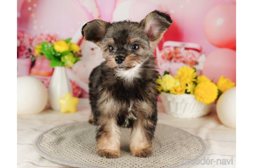 成約済の千葉県のチワプー:チワワ×トイプードル-316707の5枚目