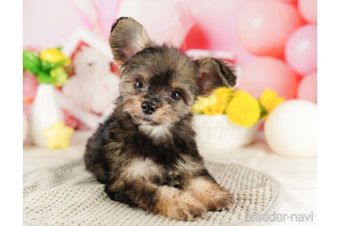 成約済の千葉県のチワプー:チワワ×トイプードル-316707の2枚目