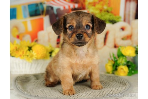 成約済の千葉県のチワックス:チワワ×ミニチュアダックスフンド-316709の4枚目