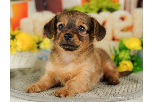 成約済の千葉県のチワックス:チワワ×ミニチュアダックスフンド-316709の3枚目