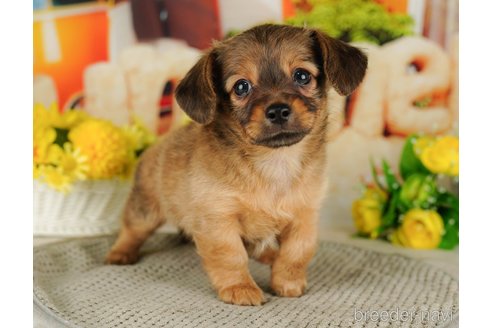 成約済の千葉県のチワックス:チワワ×ミニチュアダックスフンド-316709の5枚目