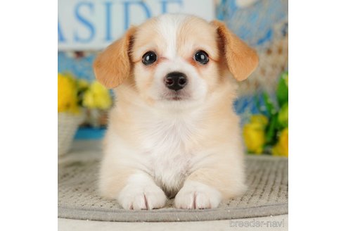 成約済の千葉県のチワックス:チワワ×ミニチュアダックスフンド-316711の1枚目