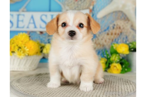 成約済の千葉県のチワックス:チワワ×ミニチュアダックスフンド-316711の2枚目