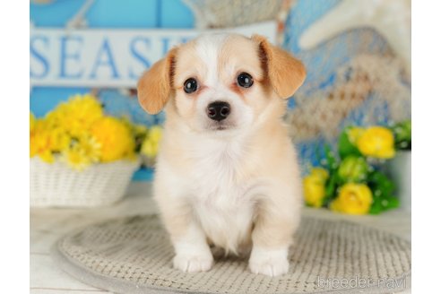 成約済の千葉県のチワックス:チワワ×ミニチュアダックスフンド-316711の3枚目