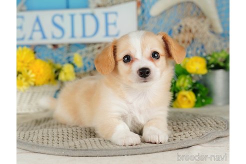 成約済の千葉県のチワックス:チワワ×ミニチュアダックスフンド-316711の4枚目