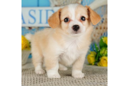 成約済の千葉県のチワックス:チワワ×ミニチュアダックスフンド-316711の5枚目