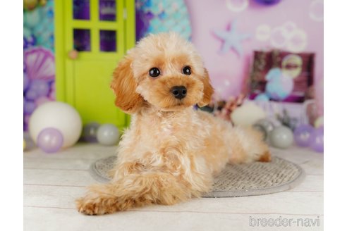 成約済の千葉県のトイプードル-316712の4枚目