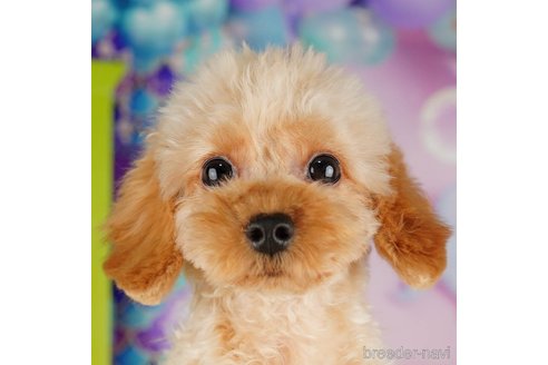 成約済の千葉県のトイプードル-316712の3枚目