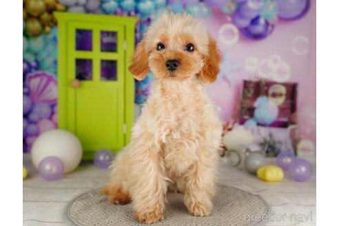 成約済の千葉県のトイプードル-316712の5枚目