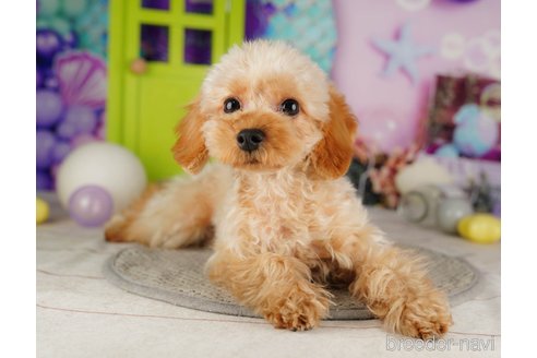 成約済の千葉県のトイプードル-316712の1枚目