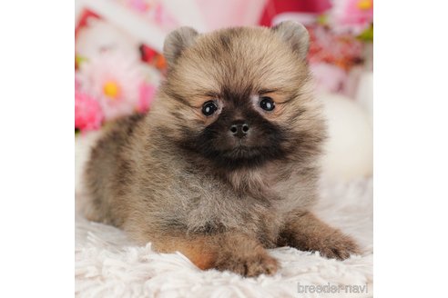 成約済の千葉県のポメラニアン-316714の1枚目