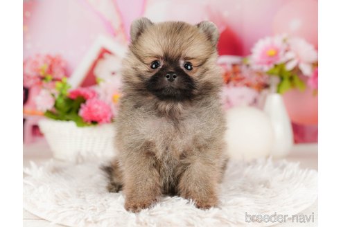 成約済の千葉県のポメラニアン-316714の3枚目