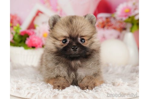 成約済の千葉県のポメラニアン-316714の5枚目