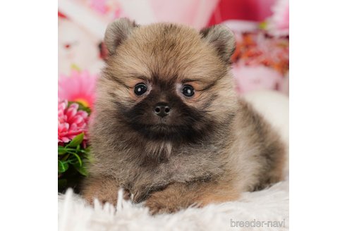 成約済の千葉県のポメラニアン-316714の4枚目