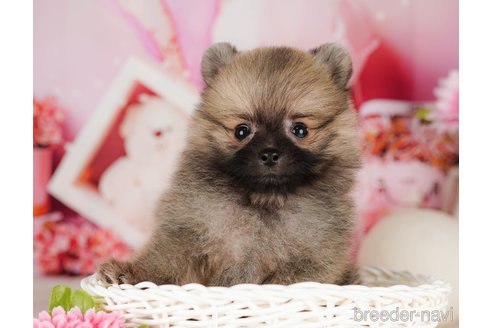 成約済の千葉県のポメラニアン-316714の2枚目