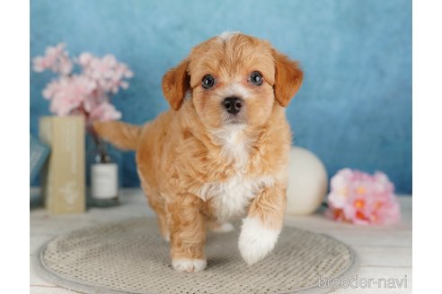 成約済の栃木県のチワプー:チワワ×トイプードル-316733の4枚目