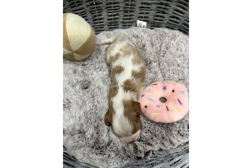 成約済の埼玉県のキャバリアキングチャールズスパニエル-315044の2枚目