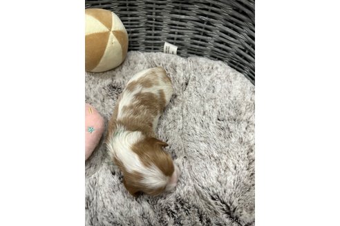 成約済の埼玉県のキャバリアキングチャールズスパニエル-316748の7枚目