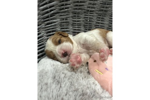 成約済の埼玉県のキャバリアキングチャールズスパニエル-315041の11枚目