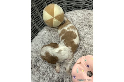 成約済の埼玉県のキャバリアキングチャールズスパニエル-315041の13枚目