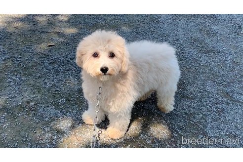 成約済の東京都のミックス犬-298406の28枚目