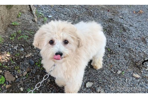 成約済の東京都のミックス犬-298406の27枚目