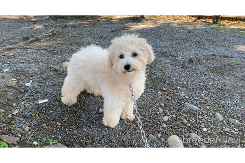 成約済の東京都のミックス犬-298406の30枚目