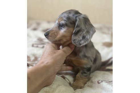 成約済の宮崎県のミニチュアダックスフンド(ロングヘアード)-311310の4枚目