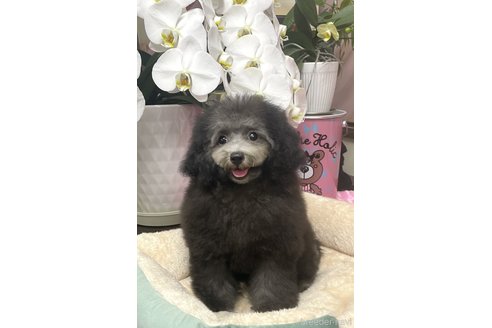 成約済の埼玉県のタイニープードル-304705の5枚目