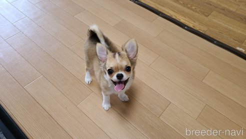 成約済の愛知県のチワワ(ロングコート)-301032の3枚目