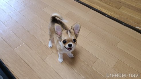 成約済の愛知県のチワワ(ロングコート)-301032の2枚目