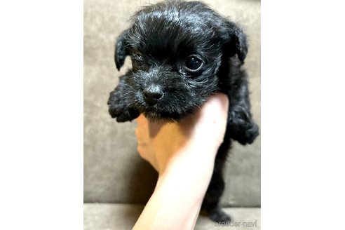 成約済の奈良県のミックス犬-300400の1枚目