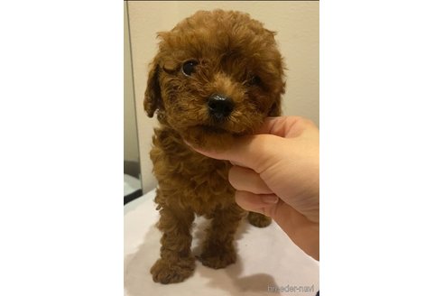 成約済の愛知県のタイニープードル-316777の4枚目