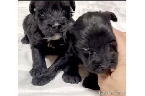 成約済の奈良県のミックス犬-301886の9枚目