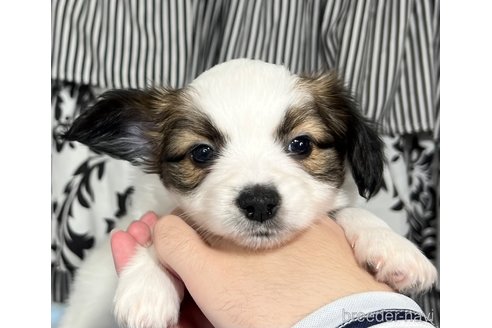 成約済の埼玉県のパピヨン-312382の18枚目