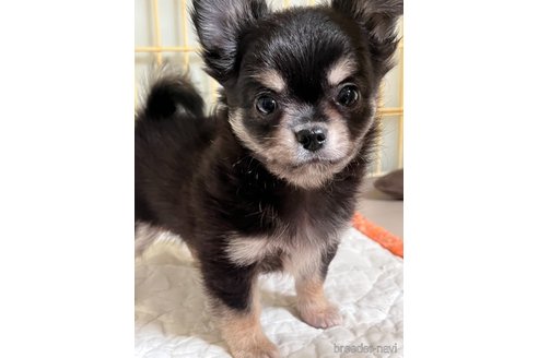 成約済の神奈川県のチワワ(ロングコート)-316782の5枚目