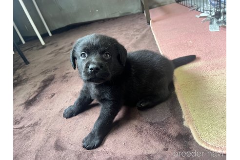 成約済の福岡県のラブラドールレトリーバー-316802の1枚目
