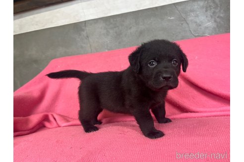成約済の福岡県のラブラドールレトリーバー-316804の3枚目