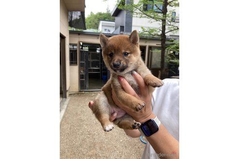 成約済の岐阜県の豆柴-316813の2枚目