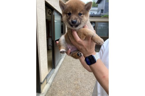 成約済の岐阜県の豆柴-316813の3枚目