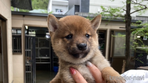 成約済の岐阜県の豆柴-316813の1枚目