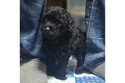 成約済の岡山県のトイプードル-311889の12枚目