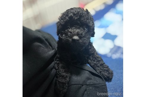 成約済の岡山県のトイプードル-311889の11枚目