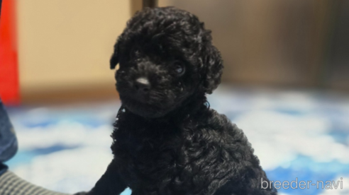 成約済の岡山県のトイプードル-311889の10枚目