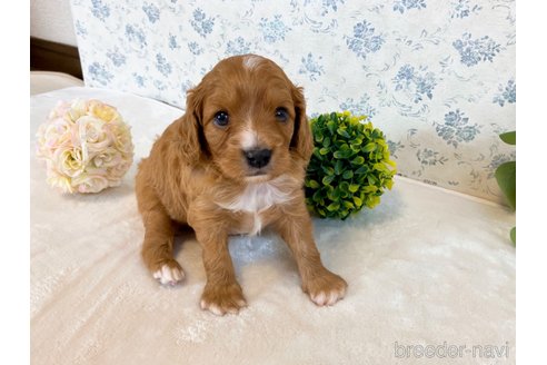 成約済の福岡県のミックス犬-313649の27枚目