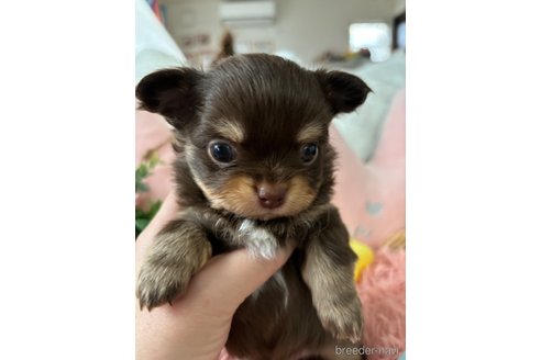 成約済の滋賀県のチワワ(ロングコート)-316847の6枚目
