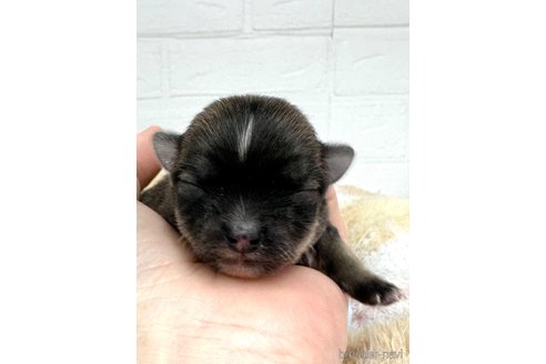 成約済の愛知県のチワマル:チワワ×マルチーズ-316852の15枚目