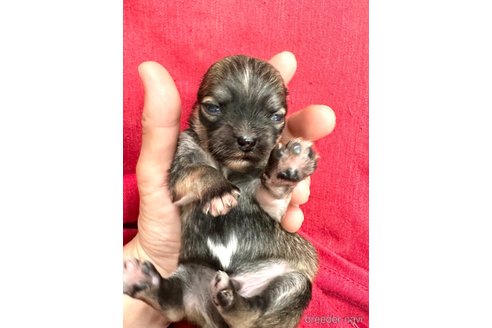 成約済の愛知県のチワマル:チワワ×マルチーズ-316852の11枚目