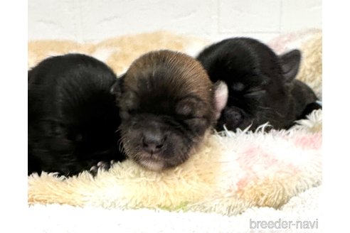 成約済の愛知県のチワマル:チワワ×マルチーズ-316852の12枚目